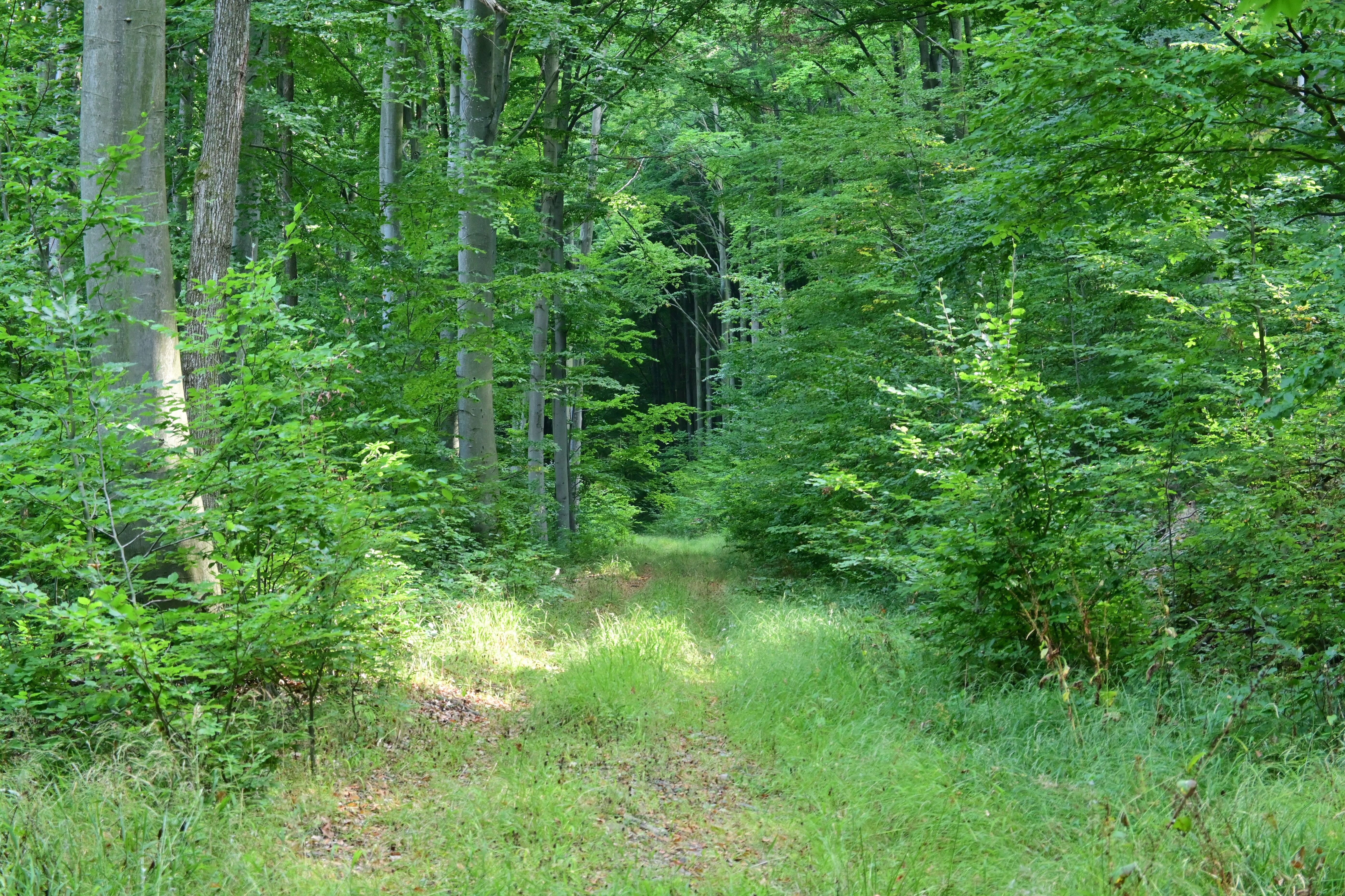 AK-07 Dévaványa - Vésztő vá.